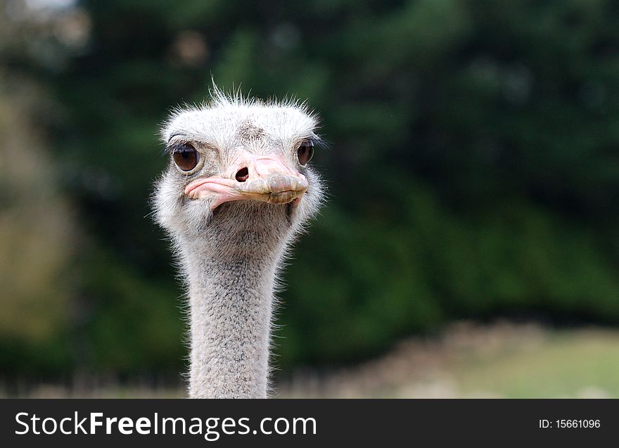Inquisitive Ostrich