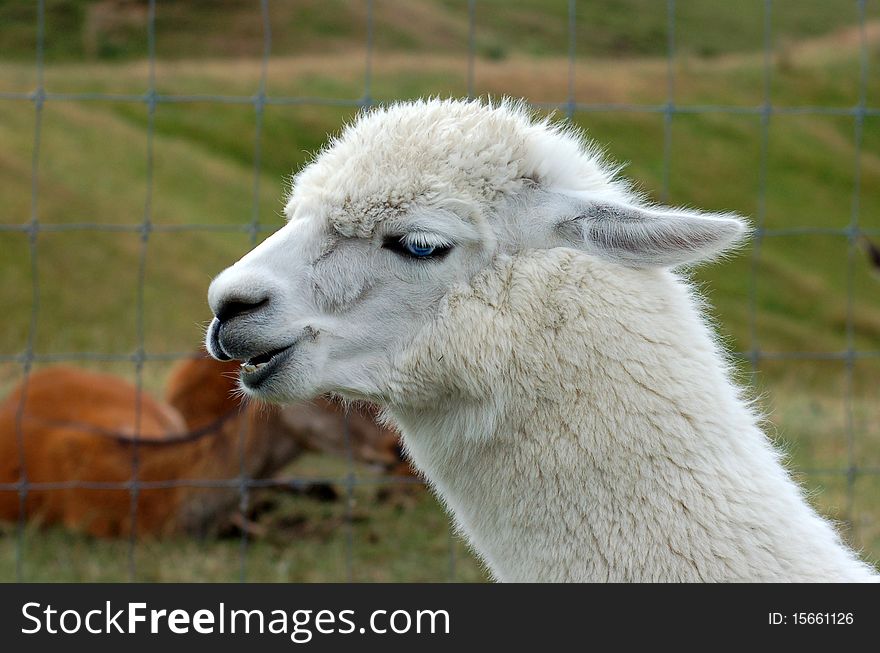 Beautiful blue-eyed Alpaca at Agrodome Organic Farm, Rotorua, New Zealand. Beautiful blue-eyed Alpaca at Agrodome Organic Farm, Rotorua, New Zealand