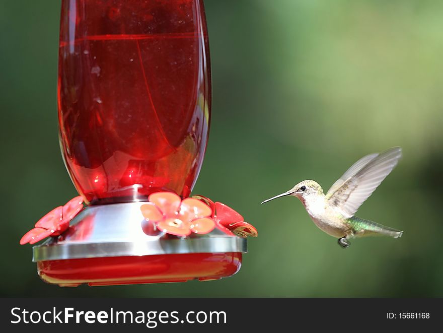 A hummingbird is in flight on way to a feeder caught with wings still. A hummingbird is in flight on way to a feeder caught with wings still.