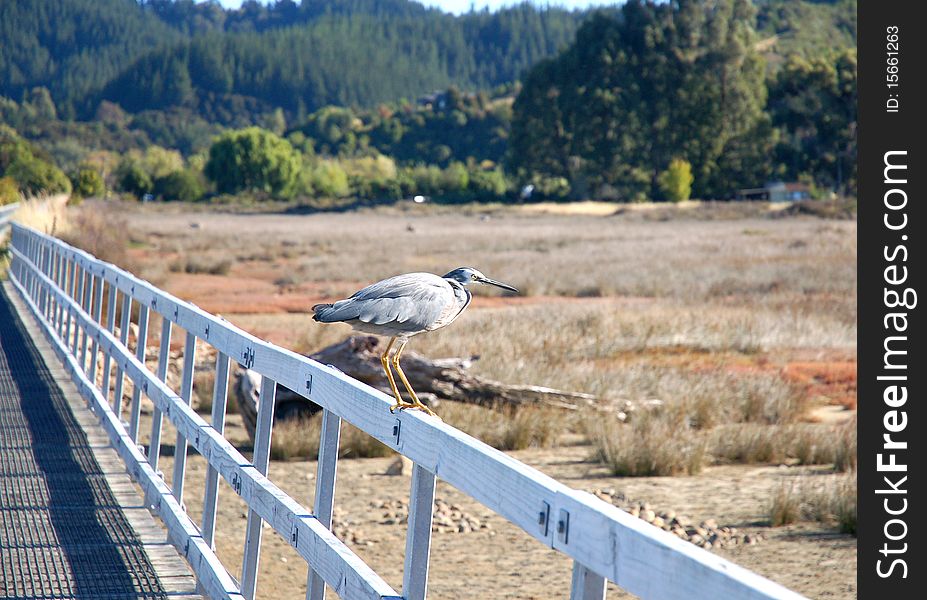 A bird surveys the surroundings at Abel Tasman National Park on New Zealand's South Island. A bird surveys the surroundings at Abel Tasman National Park on New Zealand's South Island.