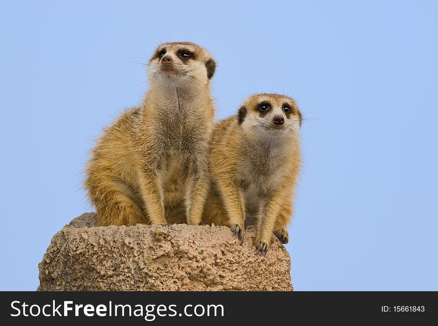 Two suricatas on a rock, against the sky. Two suricatas on a rock, against the sky.