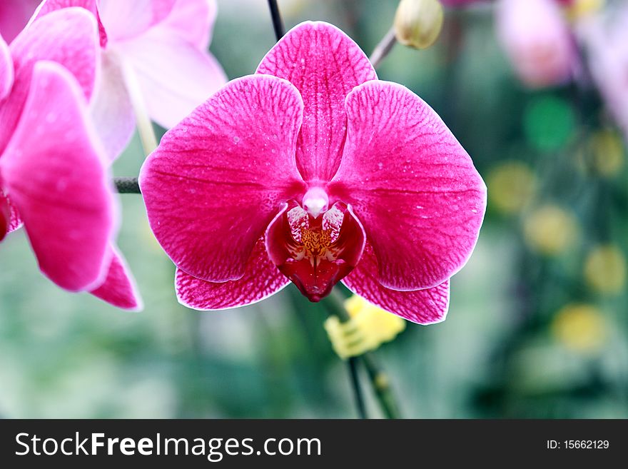 Close up of orchid flower.