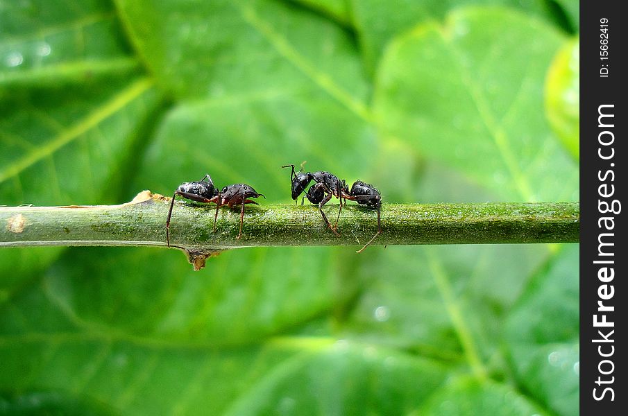 Two ants are fighting with eachother on a branch in rain and one ant has cut othe ant's head. Two ants are fighting with eachother on a branch in rain and one ant has cut othe ant's head