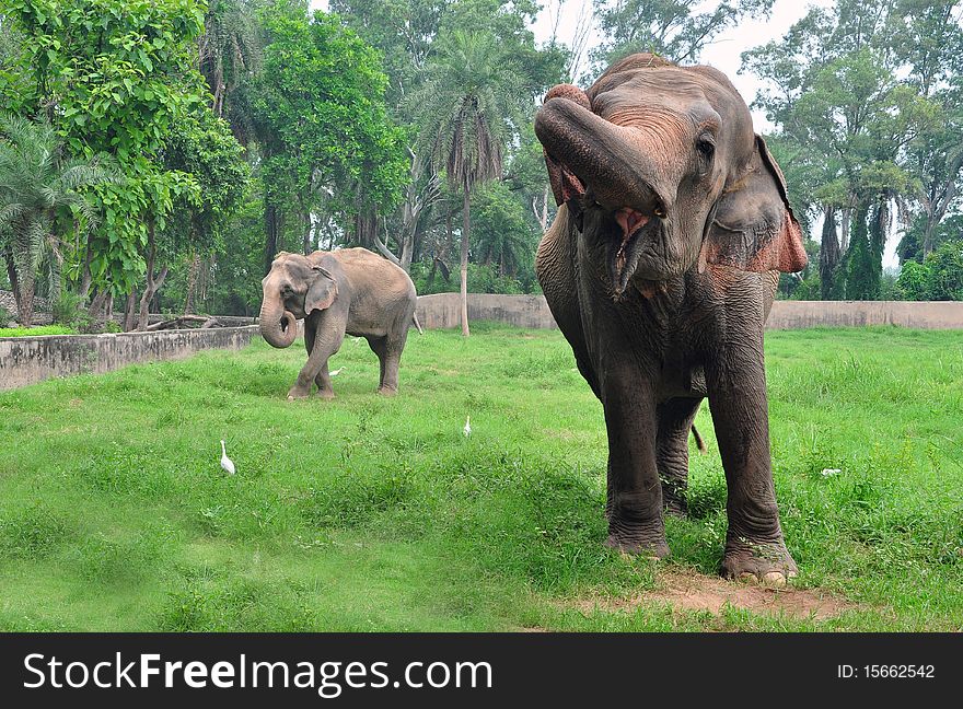 Indian elephants walking in safari