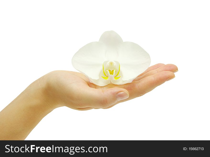 Hand and orchid over isolated white background