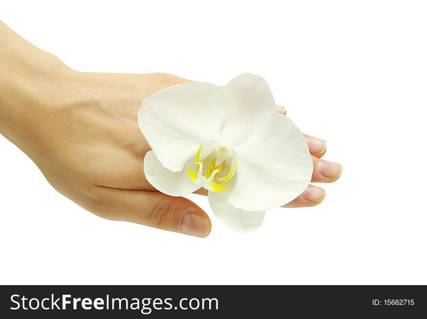Hand and orchid over isolated white background. Hand and orchid over isolated white background
