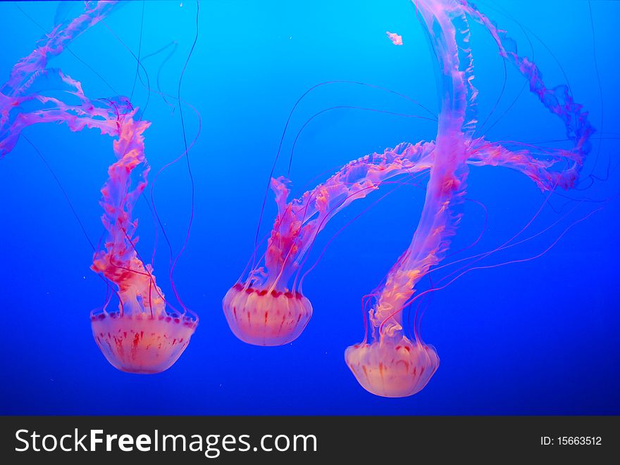 Jellyfish inside tank at Monterey Bay Aquarium. Jellyfish inside tank at Monterey Bay Aquarium