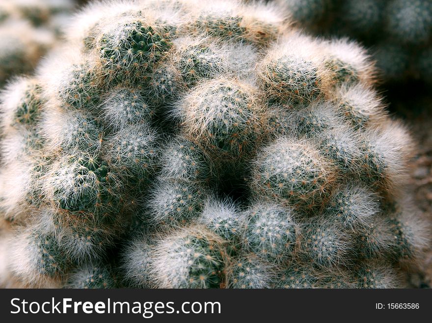 Close up of Balsesoides cactus