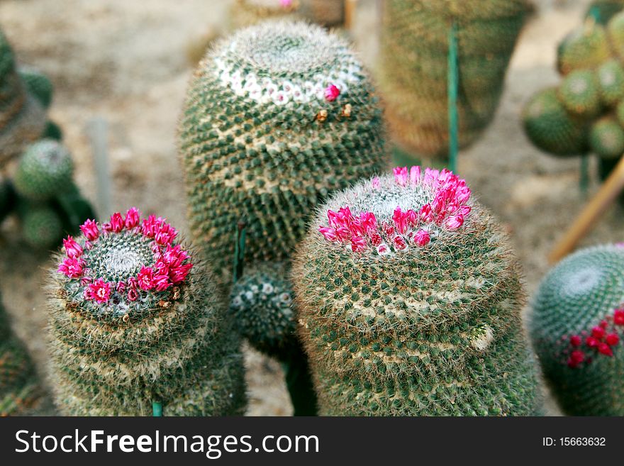 Green cactus with red top in the cultivation bowl ,it has lots of small long green stings.