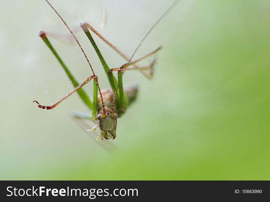 A grasshopper is caught in the web of a spider. A grasshopper is caught in the web of a spider.