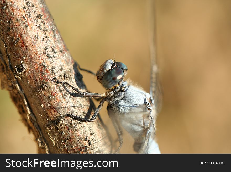 A blue dragonfly insect reasing on a wooden branch. A close-up at the eye level. The Black-tailed Skimmer male, Orthetrum cancellatum.