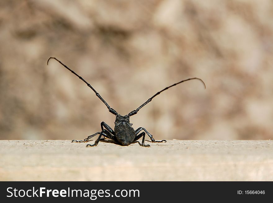 A big Tree Bug in the Tropical Forest. A big Tree Bug in the Tropical Forest