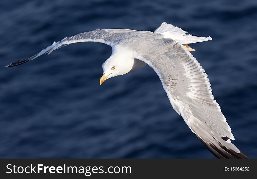 Beautiful white seagull flying over deep blue waves