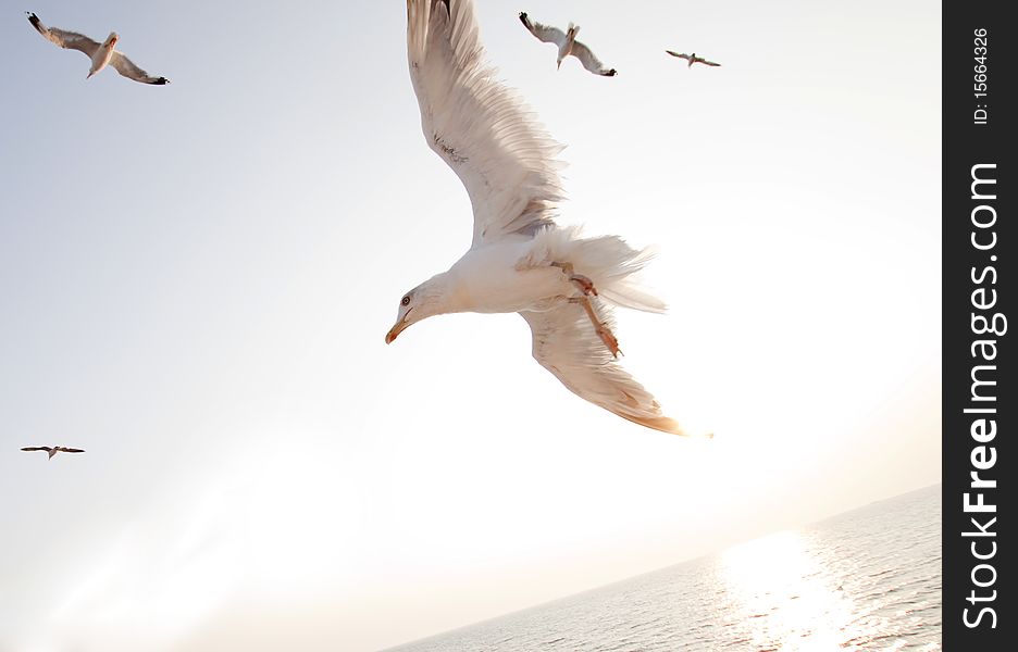 Beautiful white seagulls flying over the ocean