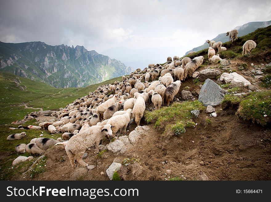 Herd of sheep in Bucegi, Romania