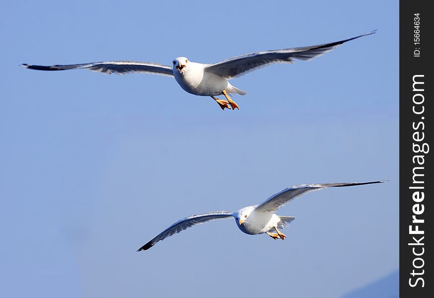 Beautiful white seagulls flying on blue sky