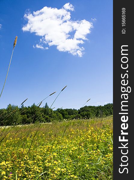 Summer landscape with blue sky and yellow flowers. Summer landscape with blue sky and yellow flowers.