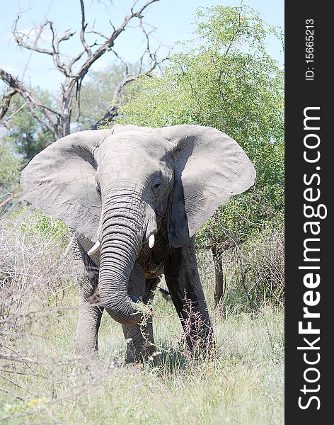 An elephant walking in the veld