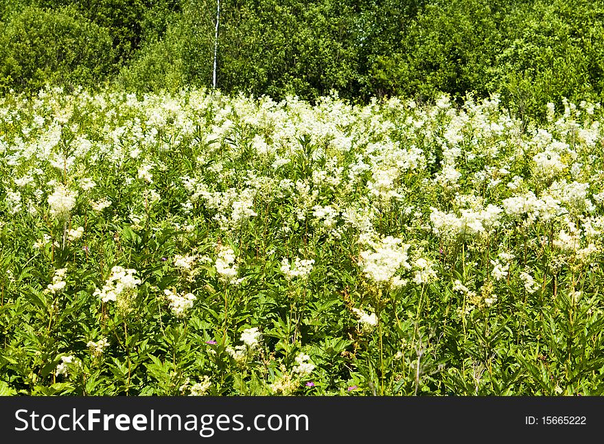 White-weed in summer landscape.
