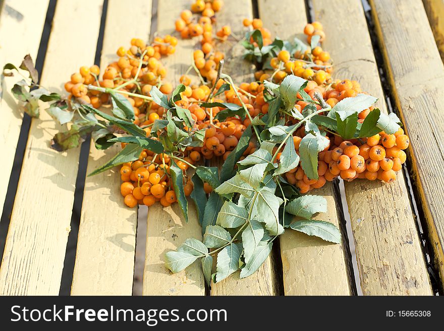 Rowan branches on the boards