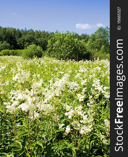 White-weed in summer landscape.