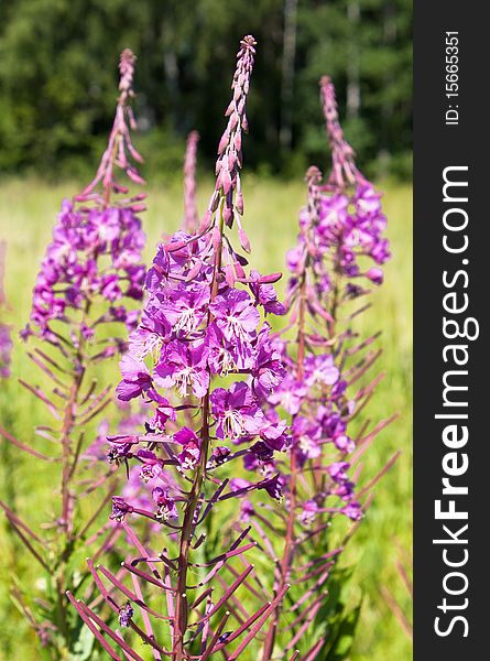 Fireweed flowers in the summer.