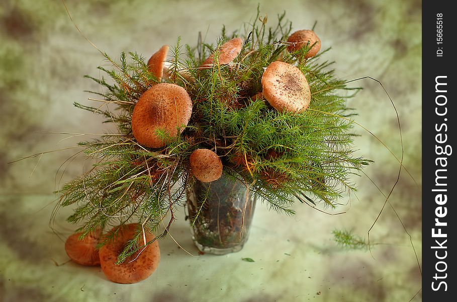 still life from mushrooms and moss