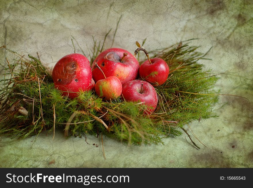 Rotten apples lie on green moss. Rotten apples lie on green moss