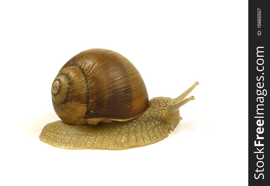 Grape snail on the white isolate background