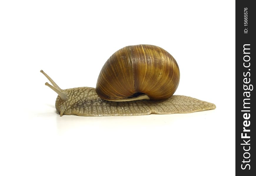 Grape Snail