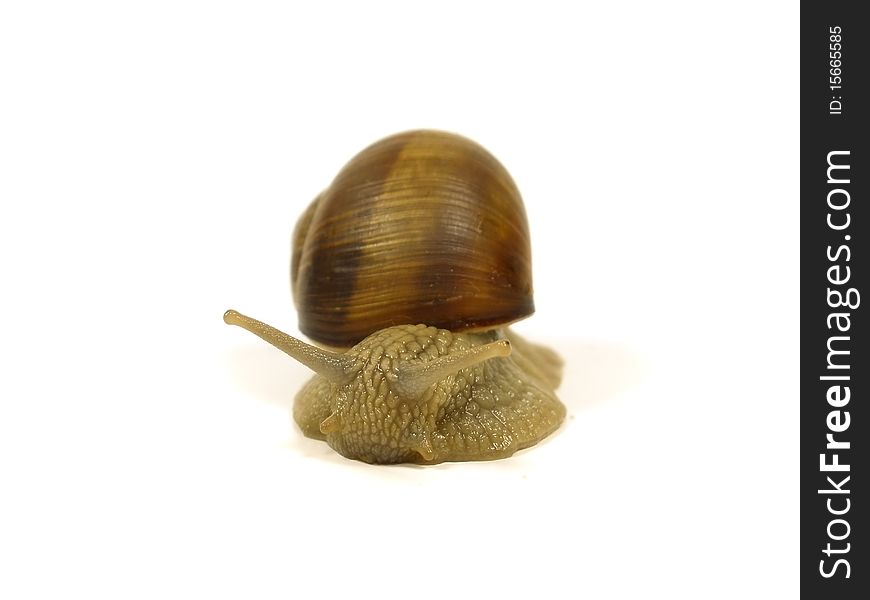 Grape snail on the white isolate background