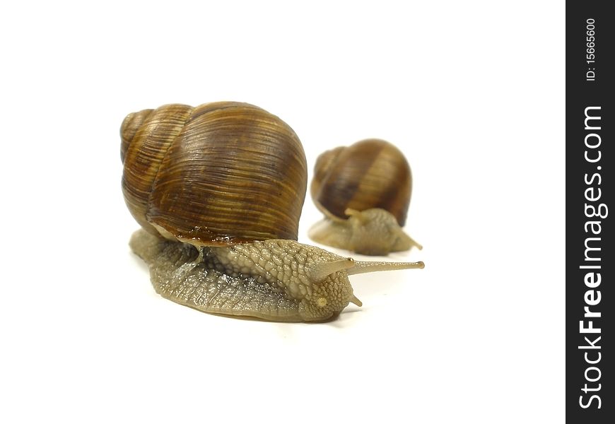 Two grape snail on the white isolate background