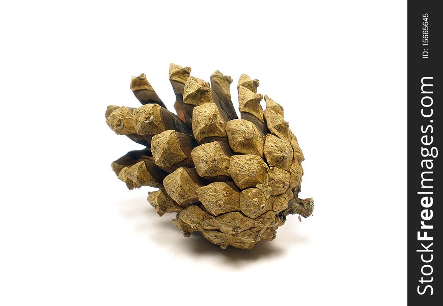 Pine cone on the white isolate background