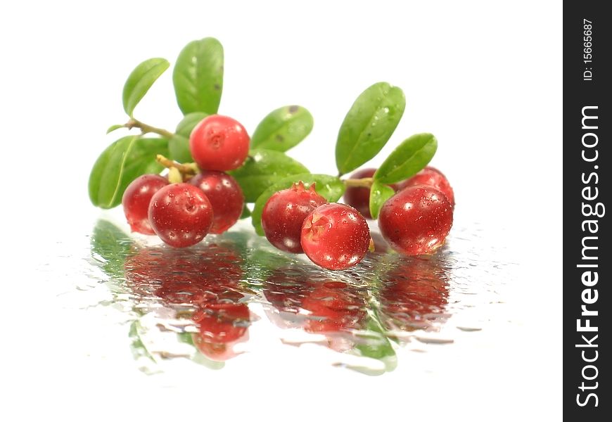 Foxberry with leaves on the white background with water drops