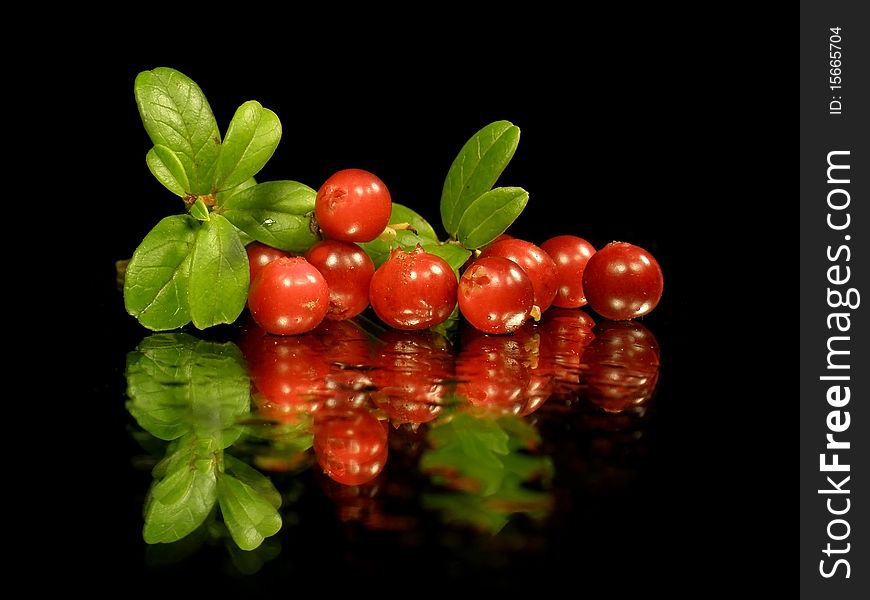 Foxberry with leaves on the black background with water drops