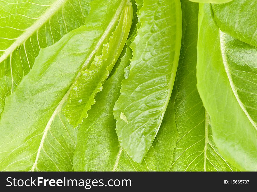 Background of green salads leaves closeup