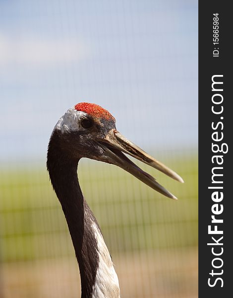 A red-crowned crane closeup