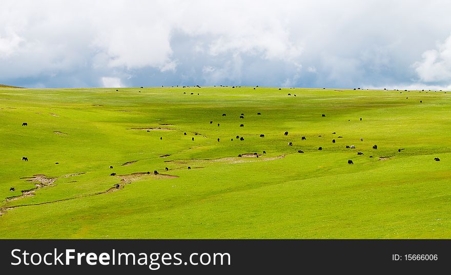 The field with green grass on tableland in Sichuan, China. Yaks are browsing on the field. The field with green grass on tableland in Sichuan, China. Yaks are browsing on the field