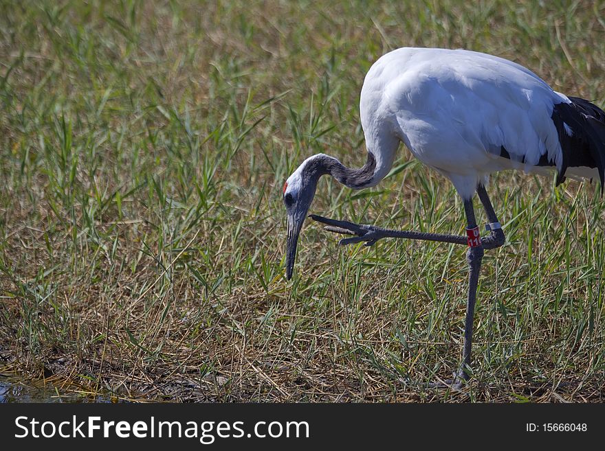 A red-crowned crane in marsh