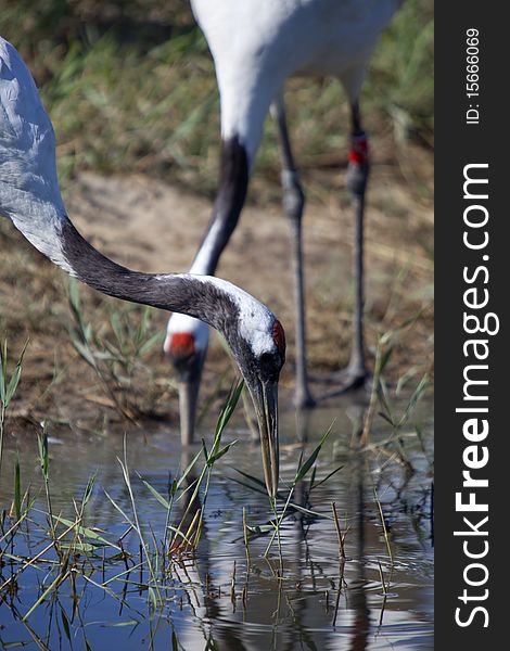 A pair of red-crowned crane seeking food