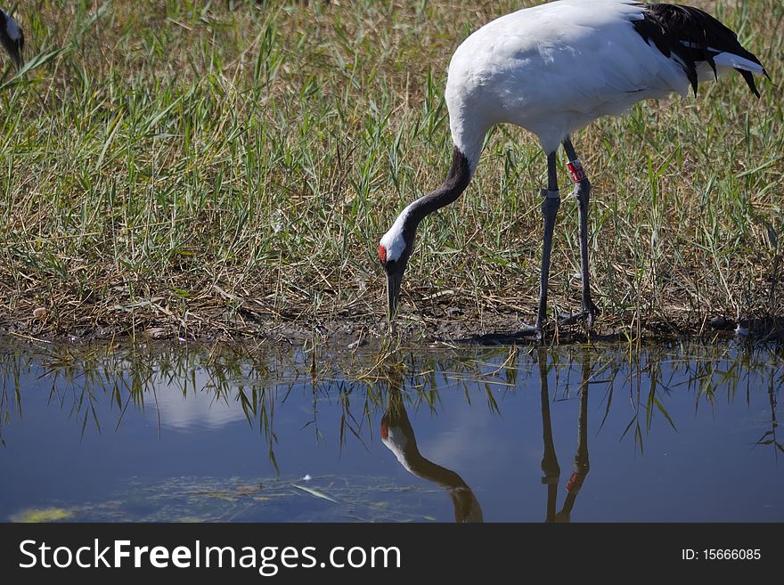 A single red-crowned crane drinking