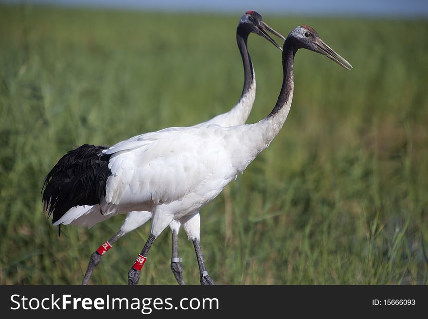 A pair of red-crowned cranes in marsh