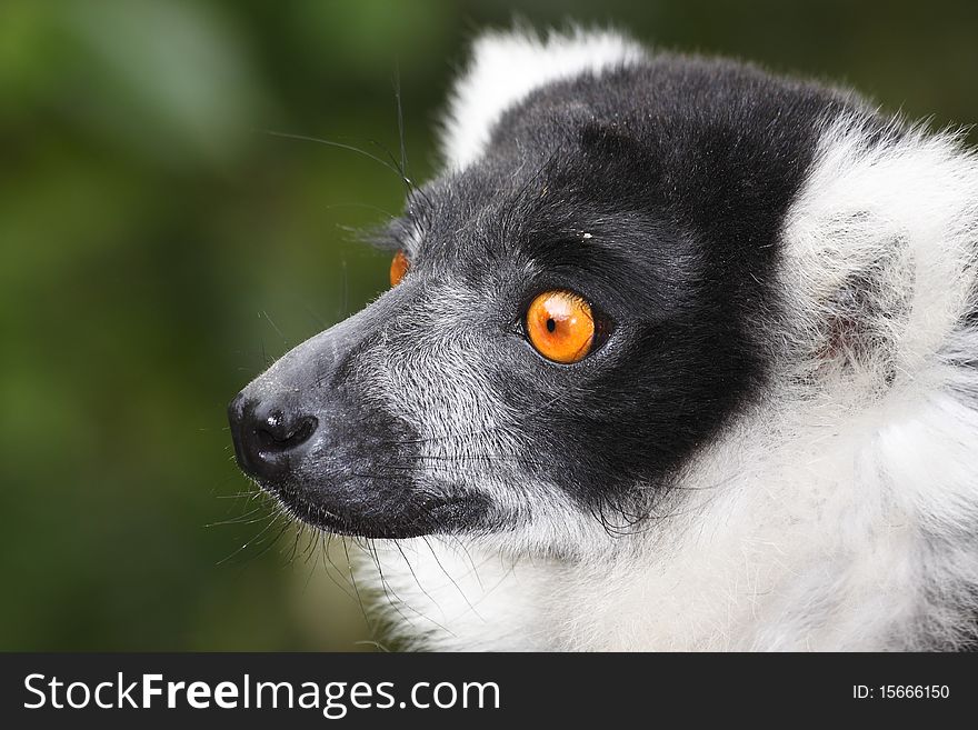 Rough Lemur portrait with eyes being the focus.