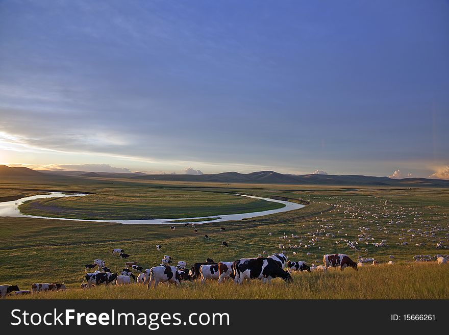 Herd in prairies sunset glow