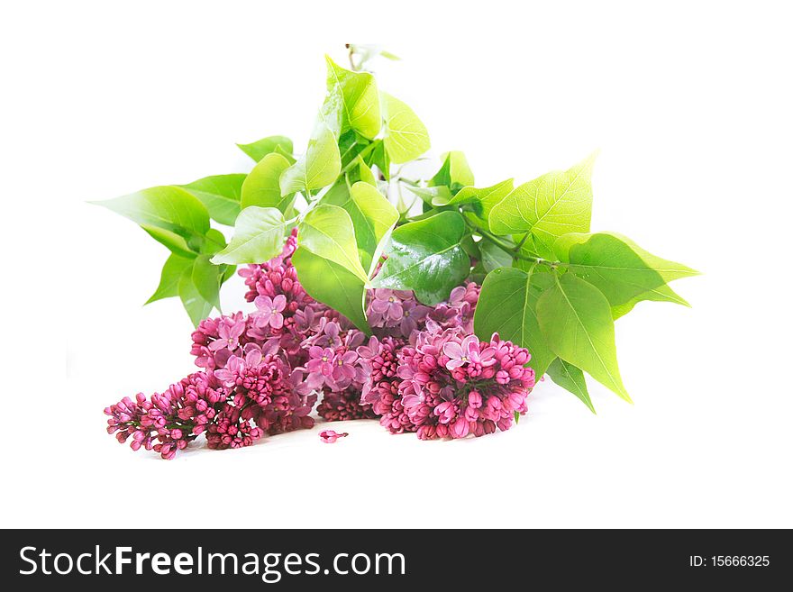 Lilac flowers isolated over white. Lilac flowers isolated over white