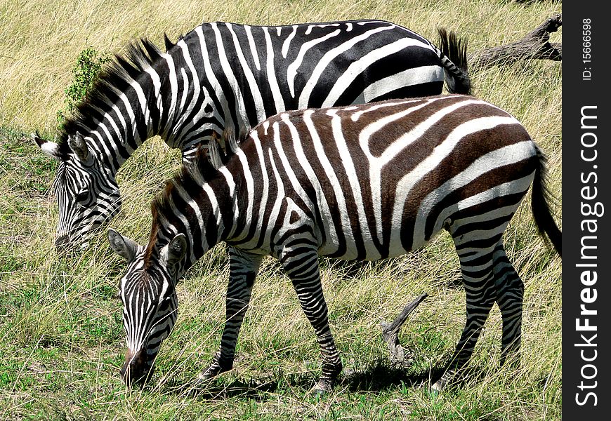 Two Zebras Eat Grass