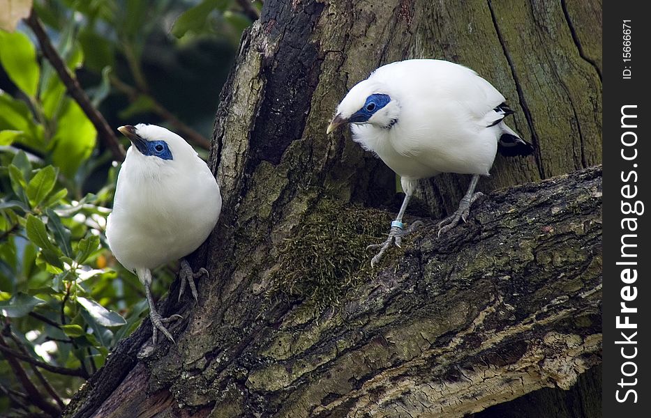 Bali Mynah Bird