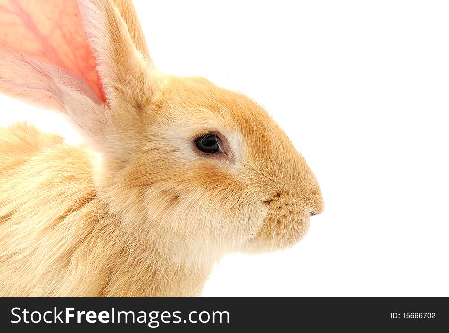 A cute red rabbit on a white background with copy space. A cute red rabbit on a white background with copy space