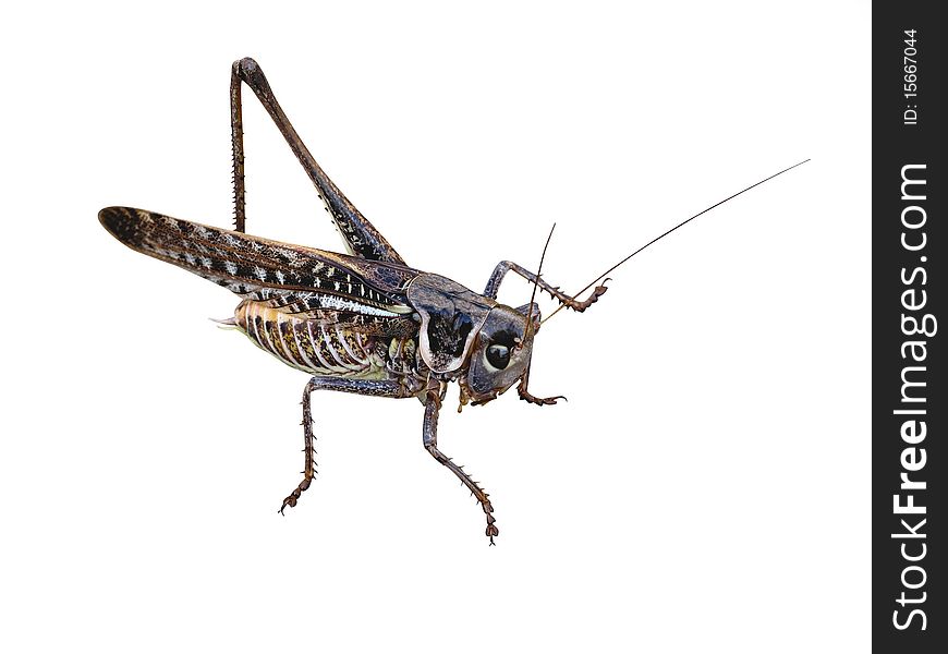 Grasshopper