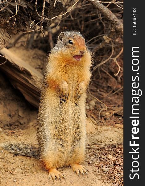 A Columbian Ground Squirrel standing on its hind feet asking for food